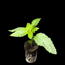 (Bild für) Sämlinge - Blue Zushi - Blimburn Seeds 