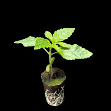 (Bild für) Sämlinge - Sibirian Runtz - Unknown 