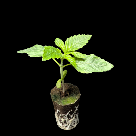 (Bild für) Sämlinge - Sibirian Runtz - Unknown 