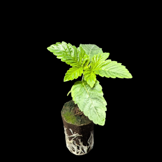 (Bild für) Sämlinge - Girl Scout Cookies - Barney's Farm 