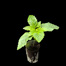 (Bild für) Sämlinge - Grand Daddy Purple - Unknown 