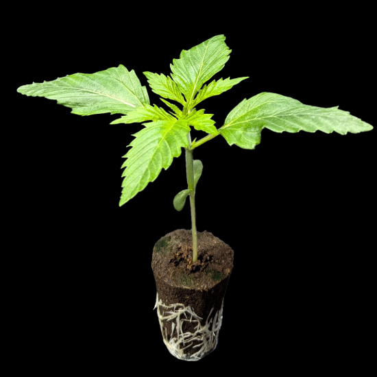 (Bild für) Sämlinge - Biscotti - Barneys Farm 