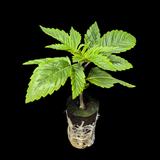 (Bild für) Automatic Sämlinge - Auto Gelato - 420 Fast Buds 