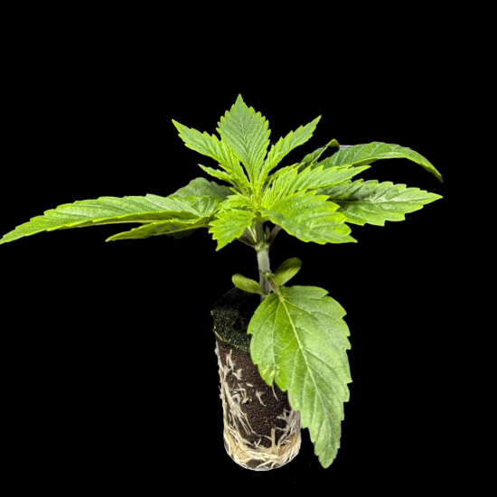 (Bild für) Automatic Sämlinge - Auto Super Skunk - Sensi Seeds 