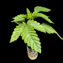 (Bild für) Automatic Sämlinge - Auto Bubble Gum - Anesia Seeds 