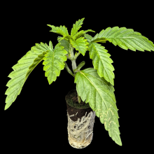 (Bild für) Automatic Sämlinge - Auto Black Domina XXL 