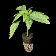 (image for) Automatic seedlings - Auto Wedding Cake- Sensi Seeds 