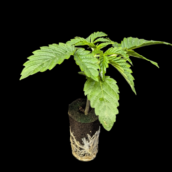 (Bild für) Sämlinge - Black Inferno - Unknown 