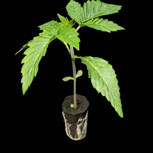 (Bild für) Automatic Sämlinge - Auto Somango - Advanced Seeds 