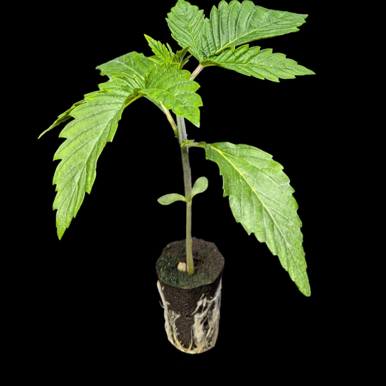 (Bild für) Automatic Sämlinge - Auto Somango - Advanced Seeds 