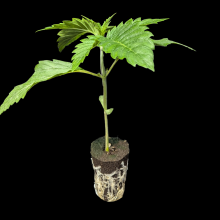 (Bild für) Automatic Sämlinge - Auto Purple Punch - Barneys Farm 