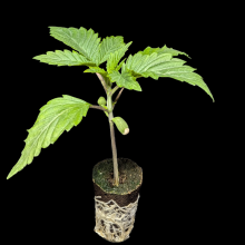 (Bild für) Sämlinge - Wedding Cake - Royal Queen Seeds 