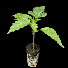 (Bild für) Sämlinge - AK47 - Serious Seeds 