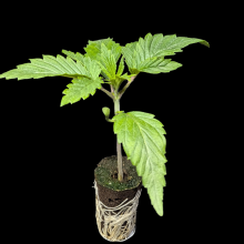 (Bild für) Sämlinge - Slurricane - Blimburn Seeds 