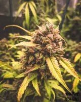 Bear Assed Monkey Auto Feminised Seeds