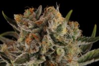 Triton Biscotto Lime Auto Feminised Seeds