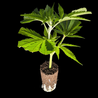 (Bild für)  Crystal Cookies V2 - In House Genetic - DROP 