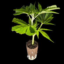 (image for)  Crystal Cookies V2 - In House Genetic - DROP 