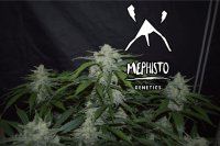 Fugue State Auto Feminised Seeds