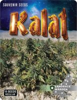 Kalat Regular Seeds