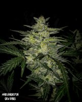 Skylar White Auto Feminised Seeds