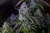 3Wok OG Auto Feminised Seeds