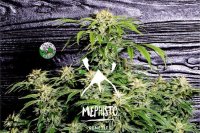 Super Orange Haze Auto Feminised Seeds