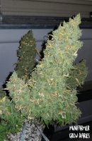 Heisenberg Special Auto Feminised Seeds