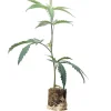 (Bild für) Hanfstecklinge Bubba Kush 2.0 – Humboldt Seeds