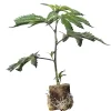 (Bild für) Hanfstecklinge Frozen Black Cherry – Anesia Seeds