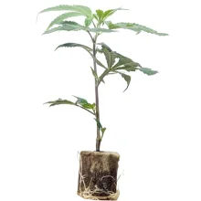 Esquejes de cannabis Glueberry OG – Dutch Passion