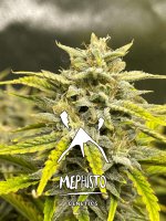 Skystomper 2.0 Auto Feminised Seeds