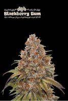 Blackberry Gum Auto Feminised Seeds