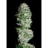 Absolute Cannabis Seeds - Absolute Herer - feminised