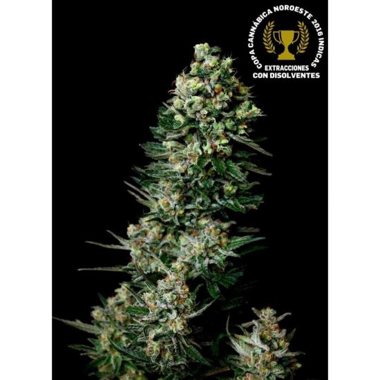 Absolute Cannabis Seeds - Chocolute F2 - regulär Bild zum Schließen anclicken