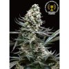 Absolute Cannabis Seeds - Nordes - feminised