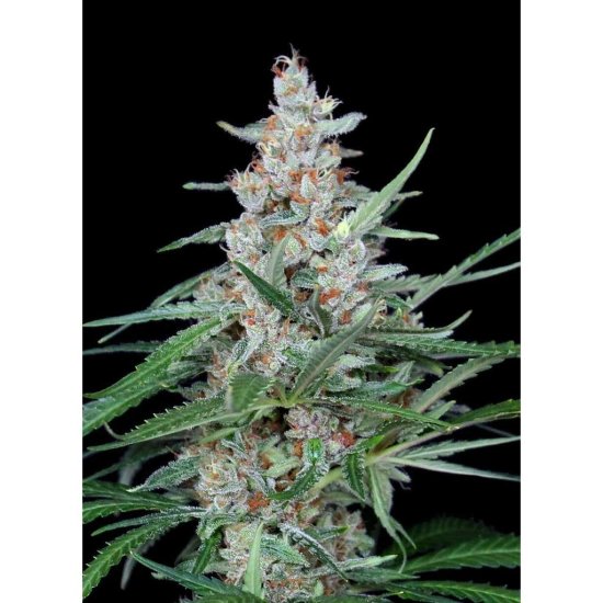 Absolute Cannabis Seeds - Utopia - feminised Click image to close