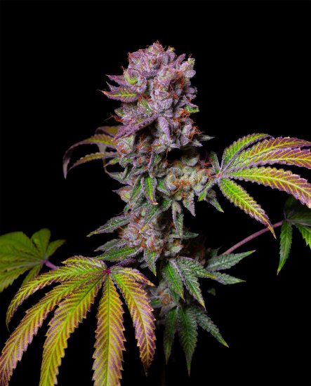 (Bild für) EXOTIC LINE - Aca-Dos Feminised Seeds