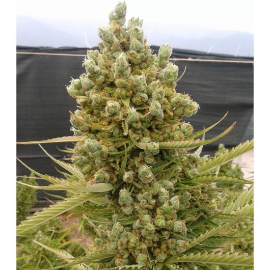 Ace Seeds - Auto Malawi x Northern Lights - feminised Click image to close