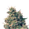 Ace Seeds - Guawi - feminisiert