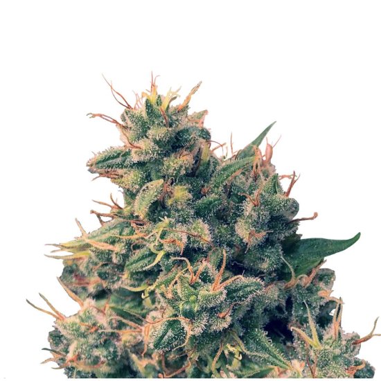 Ace Seeds - Guawi - feminised Click image to close