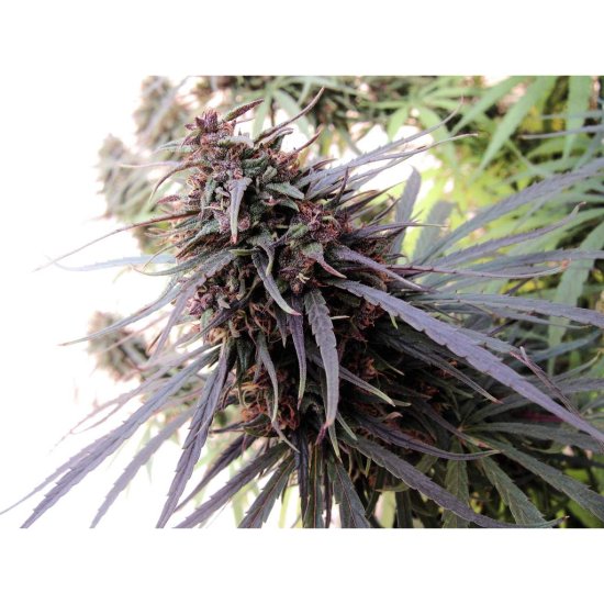 Ace Seeds - Purple Haze x Malawi - feminisiert Bild zum Schließen anclicken