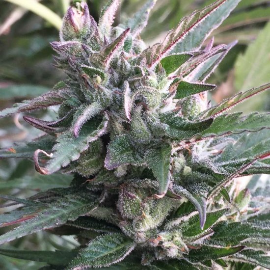 Ace Seeds - Thai Chi - feminised Click image to close