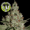 ACID Feminised - Paradise Seeds