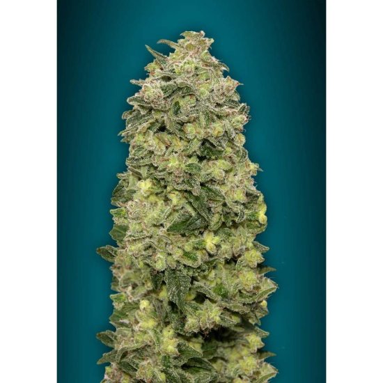 Advanced Seeds - Auto Afghan Skunk - feminised Click image to close