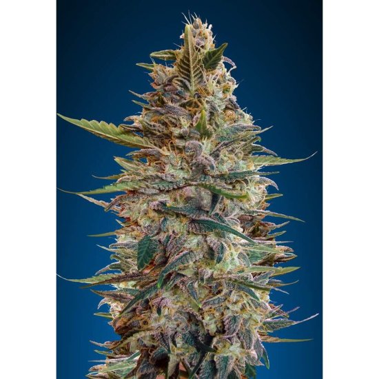 Advanced Seeds - Auto Bluediesel - feminised Click image to close
