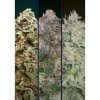 Advanced Seeds - Feminized Collection #2 - feminised