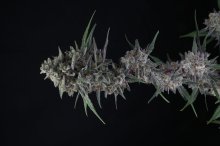 (Bild für) USA LINE - Alien Snack Auto Feminised Seeds