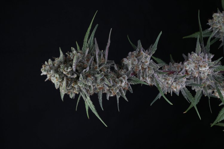 (Bild für) USA LINE - Alien Snack Auto Feminised Seeds