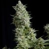 Alpujarrena Automatic Feminised - Pyramid Seeds